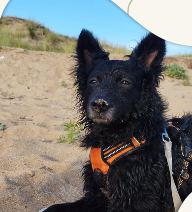 Chien accompagné avec douceur par Loumi Pet Sitting