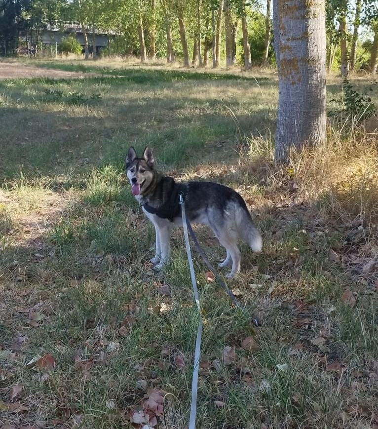 Merlin