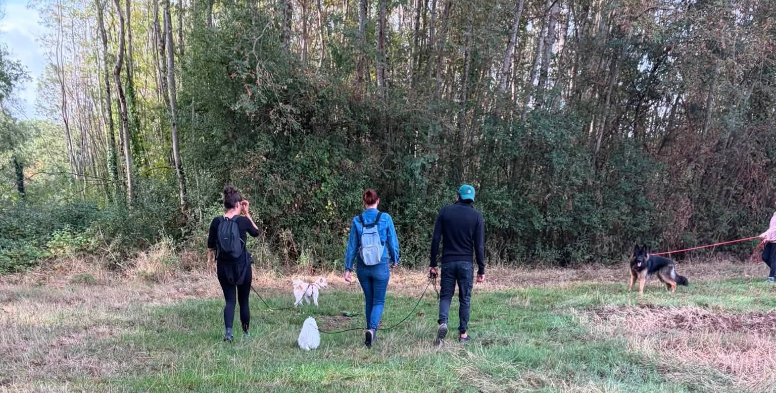 Balade collective de chiens encadrée par Loumi et Mel & 1 chien